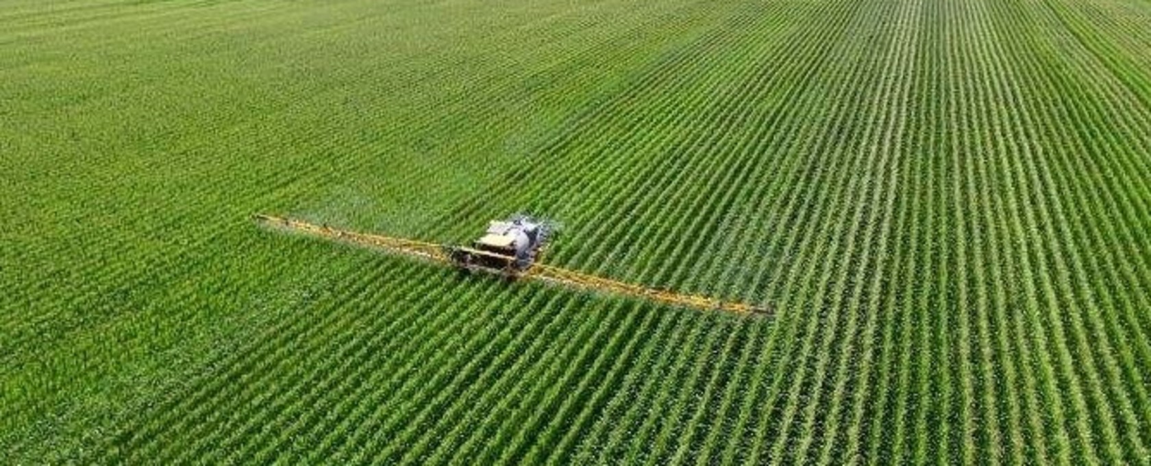 Zimmy Corn Plot Fungicide Rx Hagie Picture